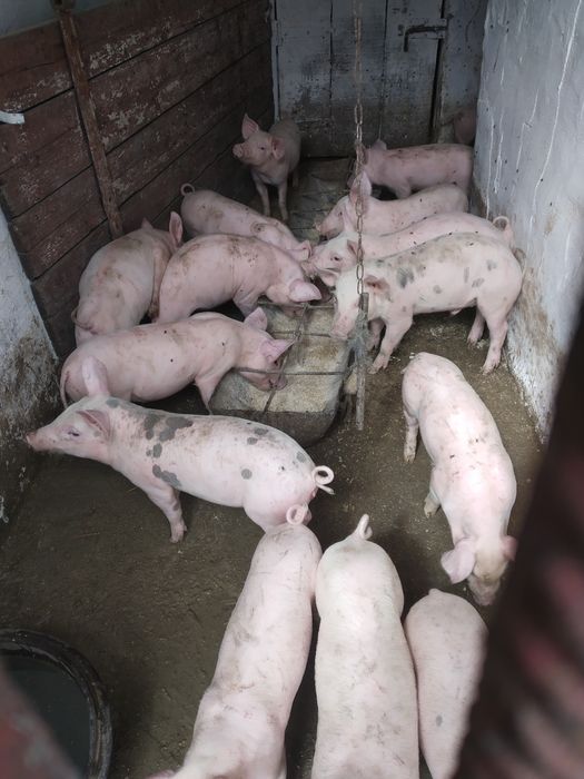 Продам поросят 10-12 кг.