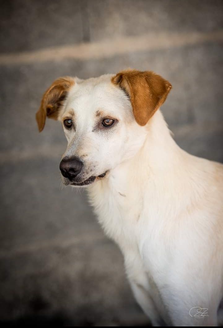 Vito- cachorro de porte médio para adoção