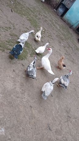 Kaczki francuskie białe kaczory piżmowe francuzy