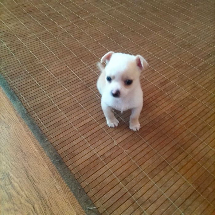 Chihuahua mini macho