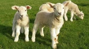 jagnięta koźlęta owce kozy daniele alpaki lamy mleko
