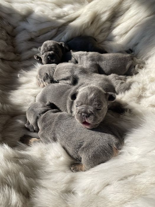 Малюки французького бульдога Раннє бронювання -20%