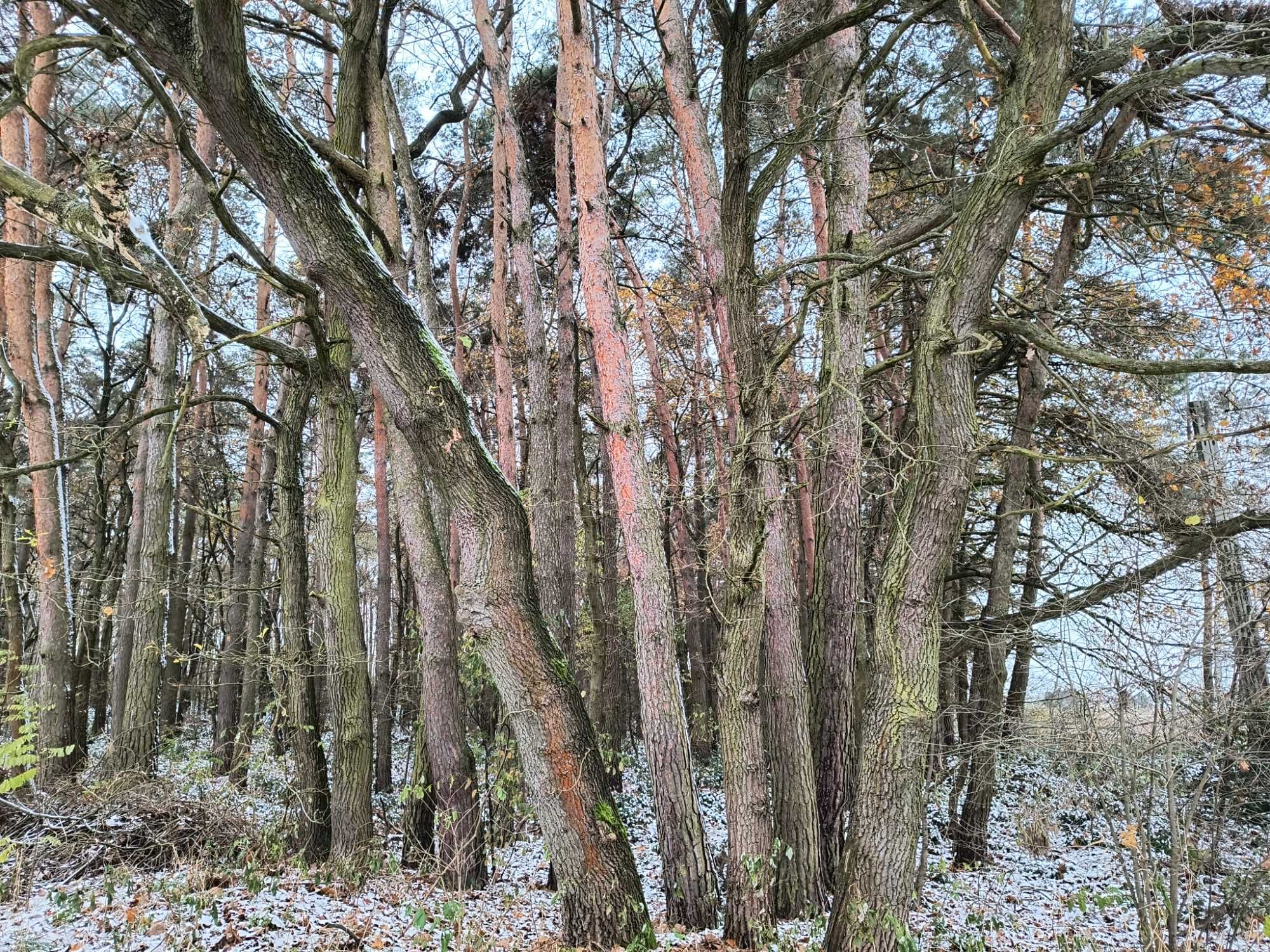 las sosnowy ok.100 letni, woj. świętokrzyskie, gmina Opatowiec, 1 ha