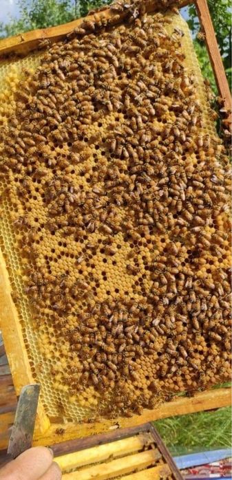 Бджільництво Бакфаст Кордован Матки Плідні та Неплідні