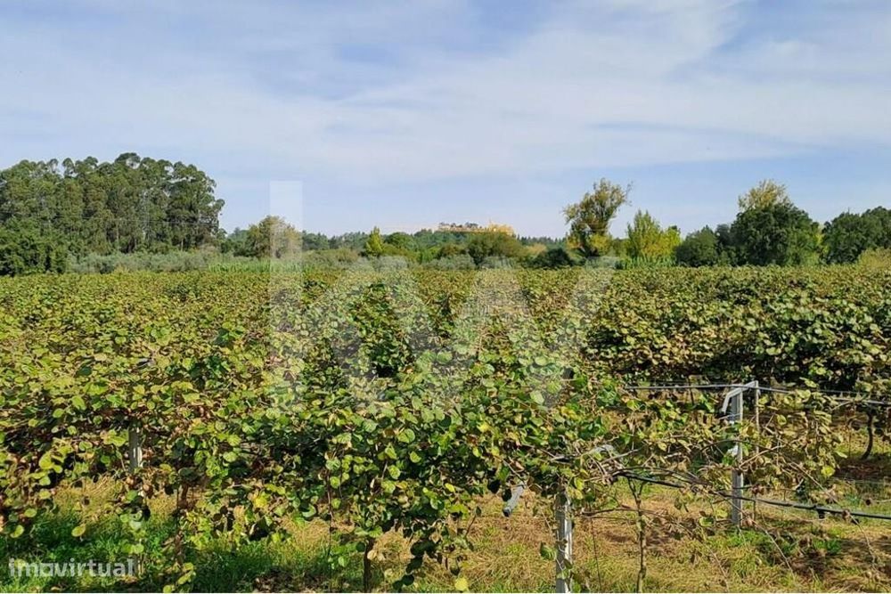 Quinta De 2,5 Ha Com Pomar De Kiwis, Em Cantanhede