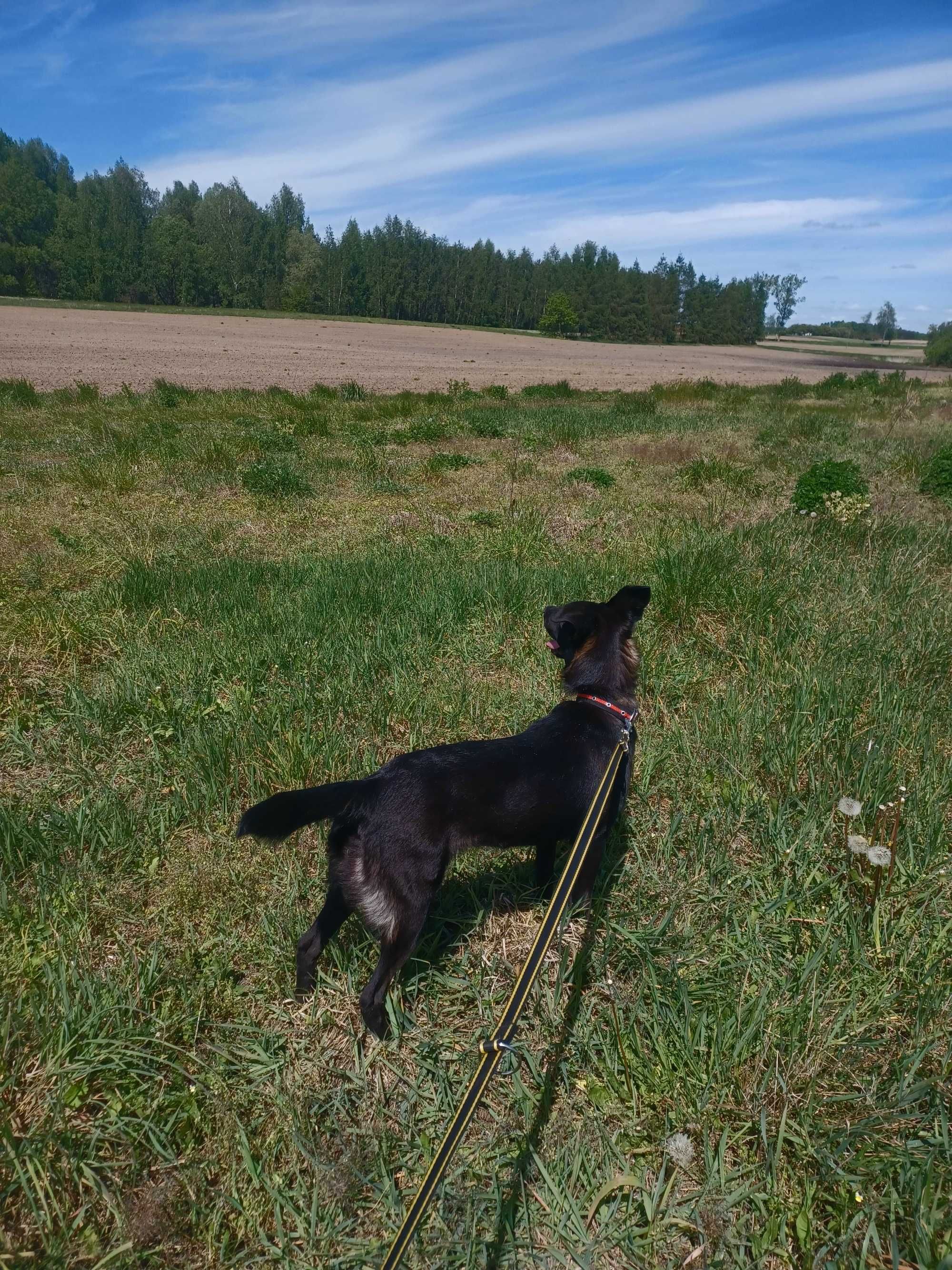 Urodziwy piesek w typie rasy patterdale terrier