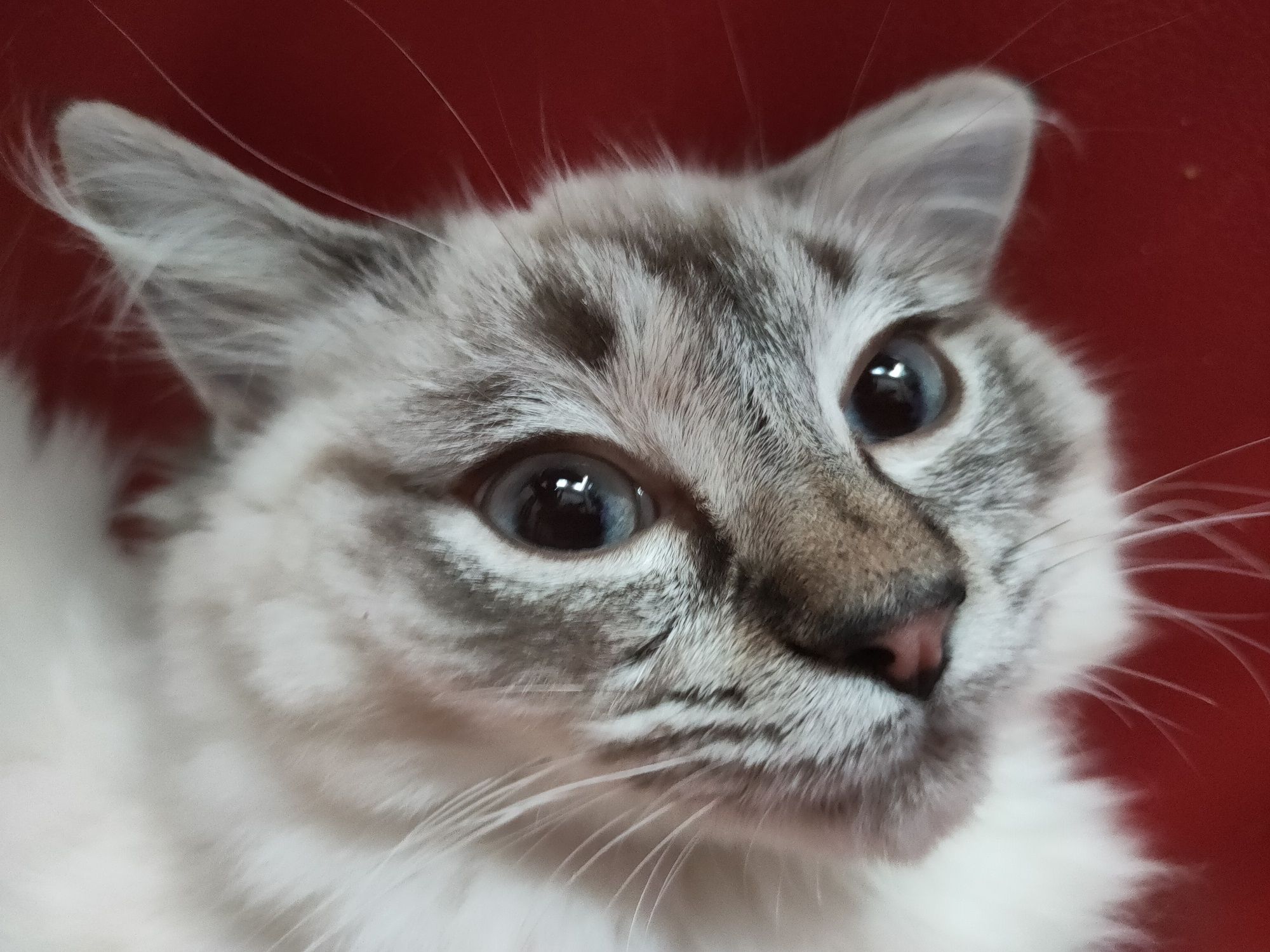 Ragdoll gotowe do odbioru
