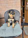 Airedale terrier szczeniak