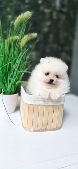 XXS maleńki prawdziwy poleraniam szpic miniaturowy wyprawka rodowód