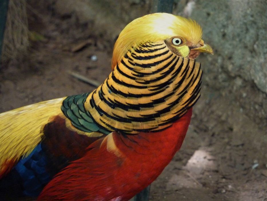 Faisoes varias raças para troca