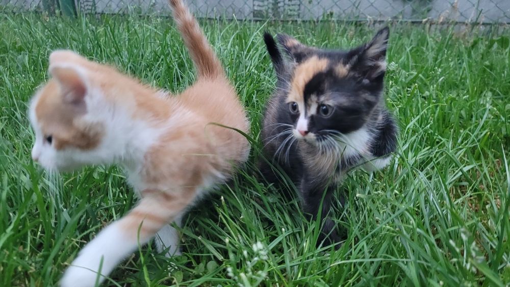 Кошенята шукають люблячий дім