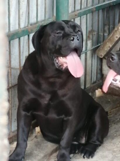 Szczeniak cane corso italiano