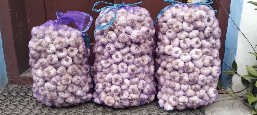 Продається часник "Любаша"