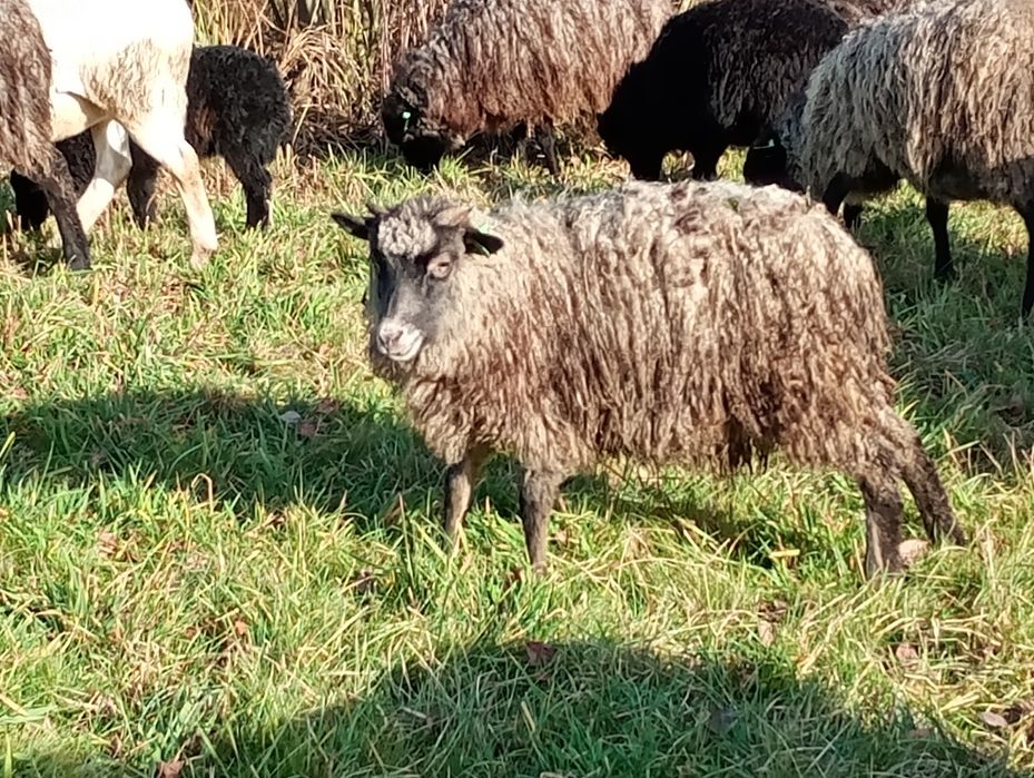 Baranki wrzosówki młode