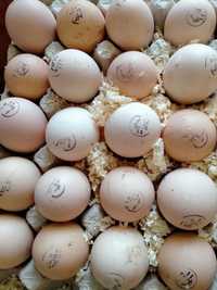 Яйце інкубаційне бройлера Кобб 500 Молодка Чехія