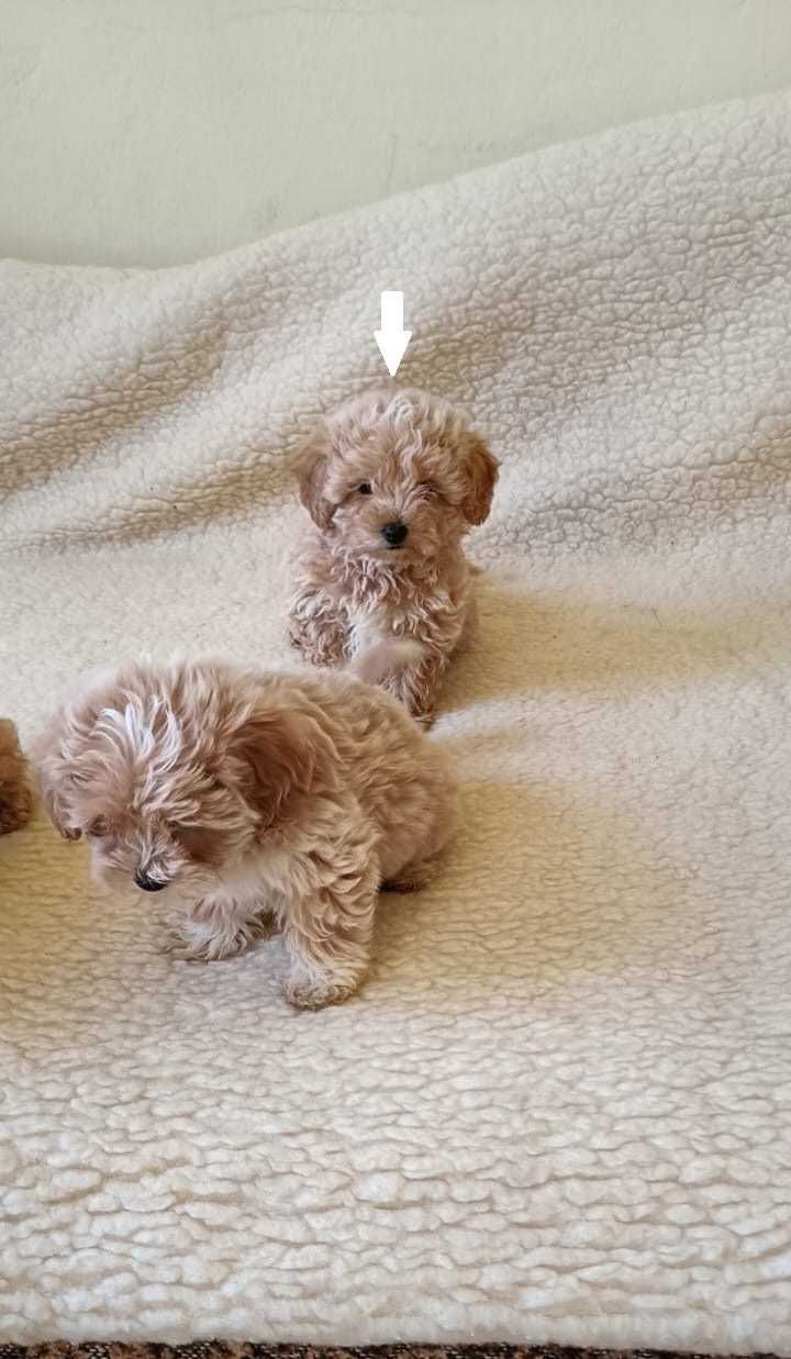 Maltipoo piesek w kolorze apricot F1