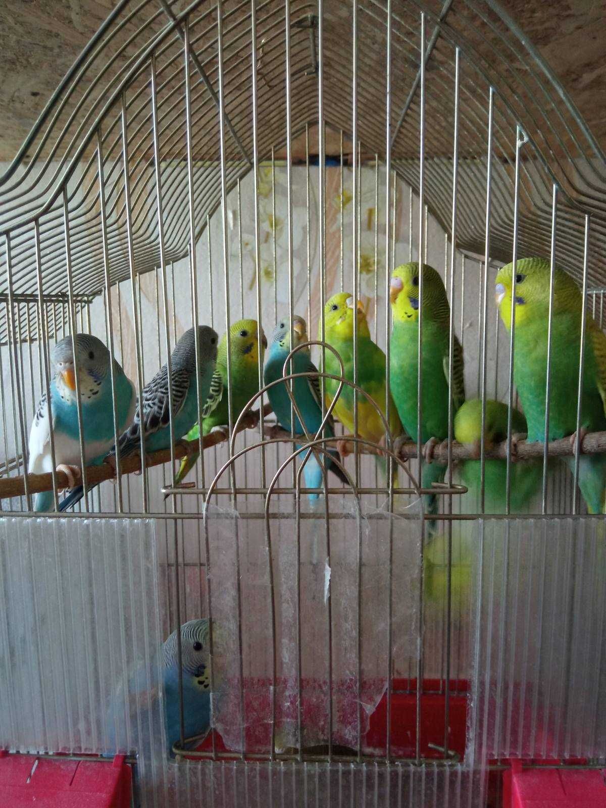 Волнистые  попугаи