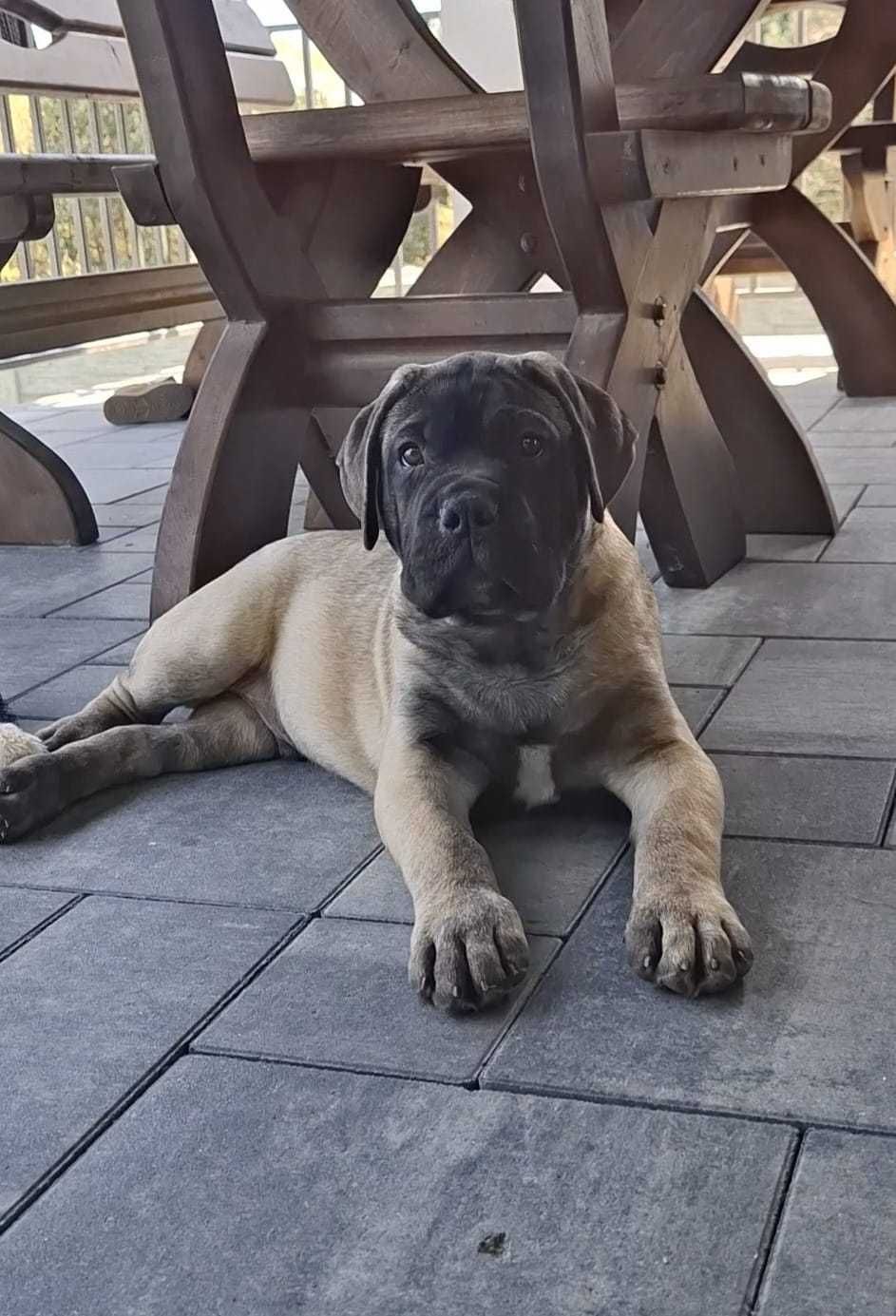 Bullmastiff piesek