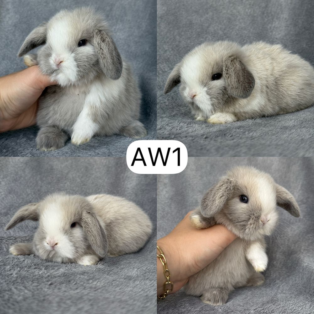 Królik Baranek Miniaturka MINI LOP