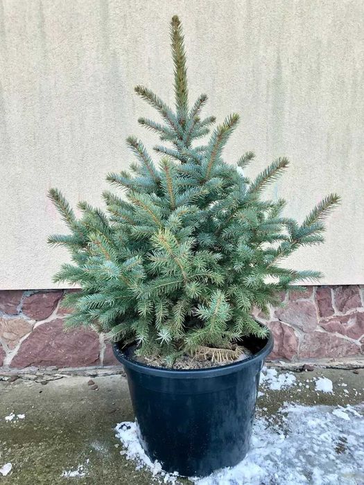 Ялина колюча блакитна Глаука, 80-120см. Ялинки в горщиках, гурт
