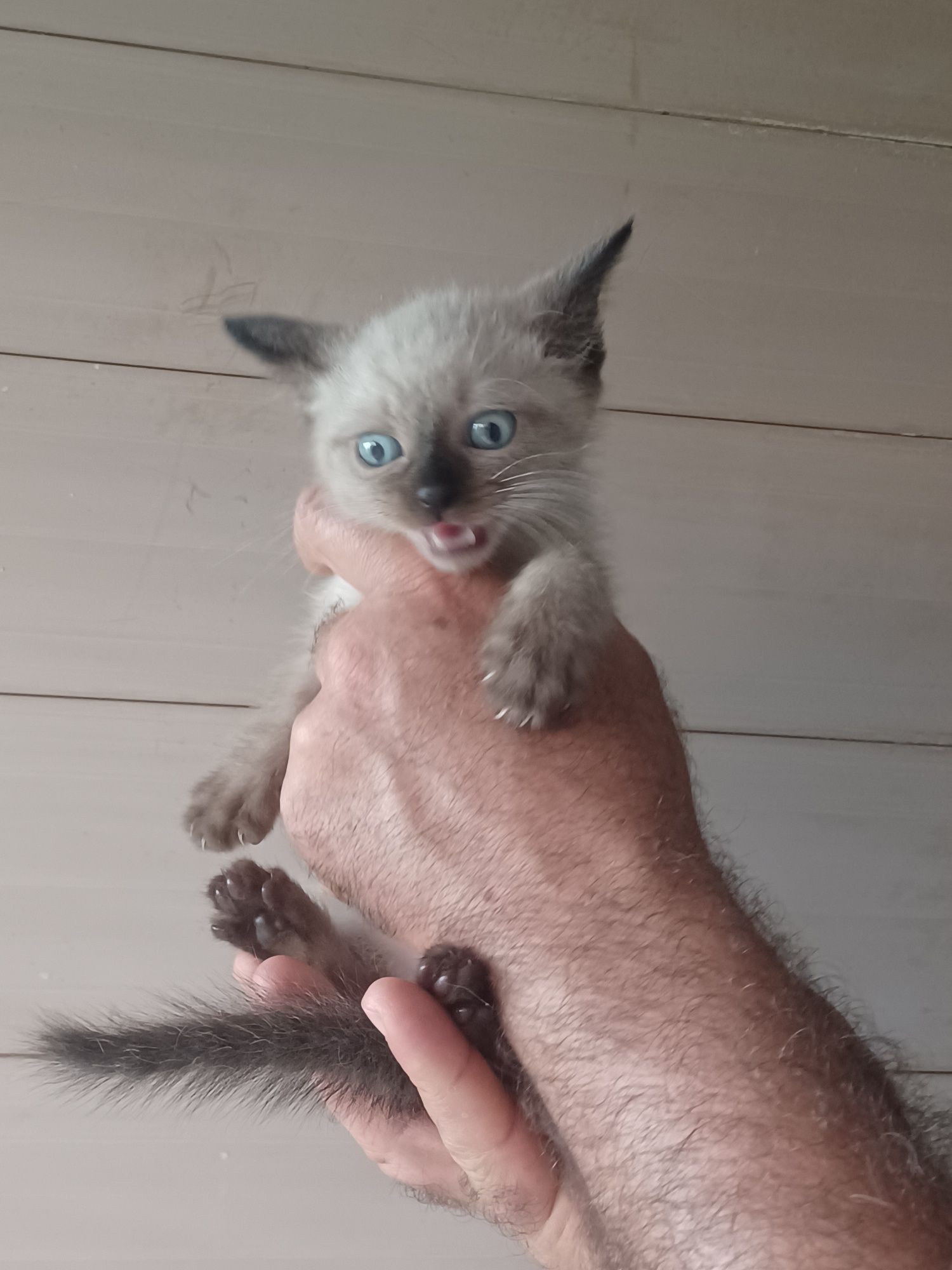 Mouse- gatinho bebe preta para adoção responsável