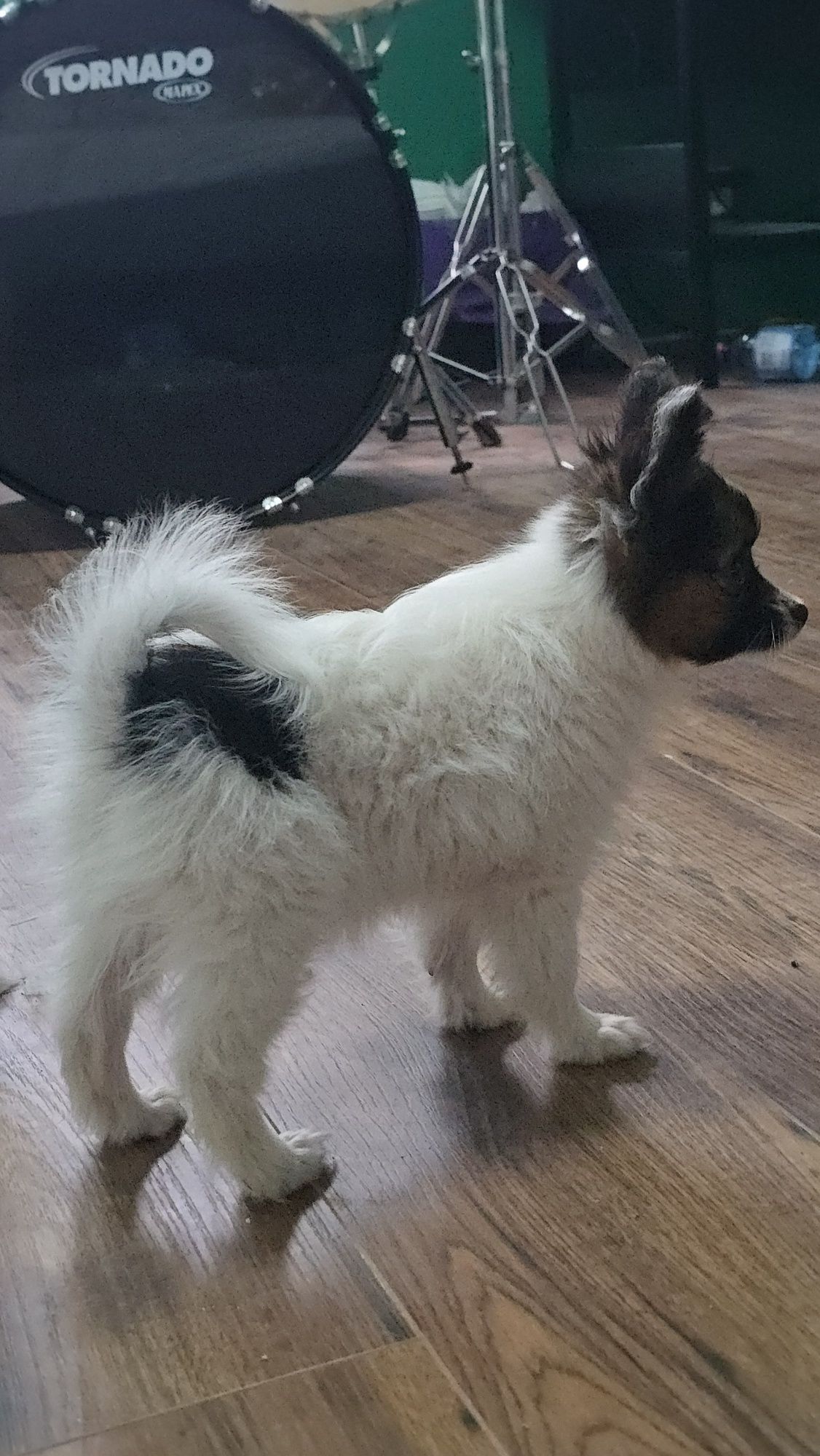 Papillon piesek FCI