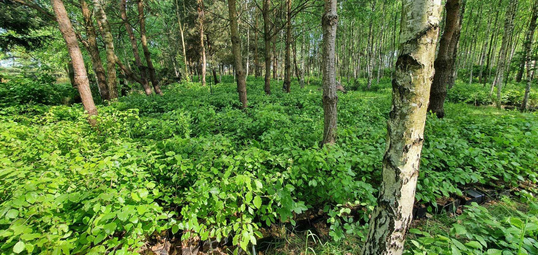 Buk pospolity, fagus sylvatica, duże sadzonki na żywopłoty.