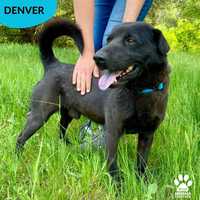 Denver szuka domu!