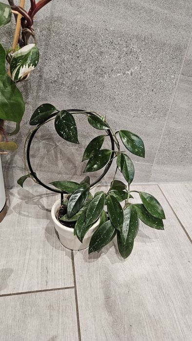 Piękna roślina doniczkowa hoya z podpórką na prezent mikolaj