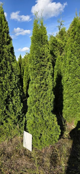 Thuja Szmaragd Brabant 2m,3m,4m,5m Wysokości  od ręki  profesjonalnie