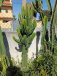 Cactos  Euphorbia