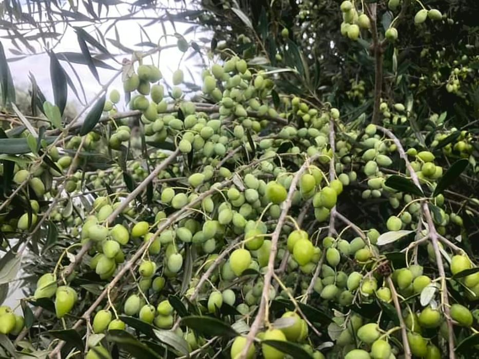 Oliwa z oliwek extra virgin plus 2kg oliwek mix gratis