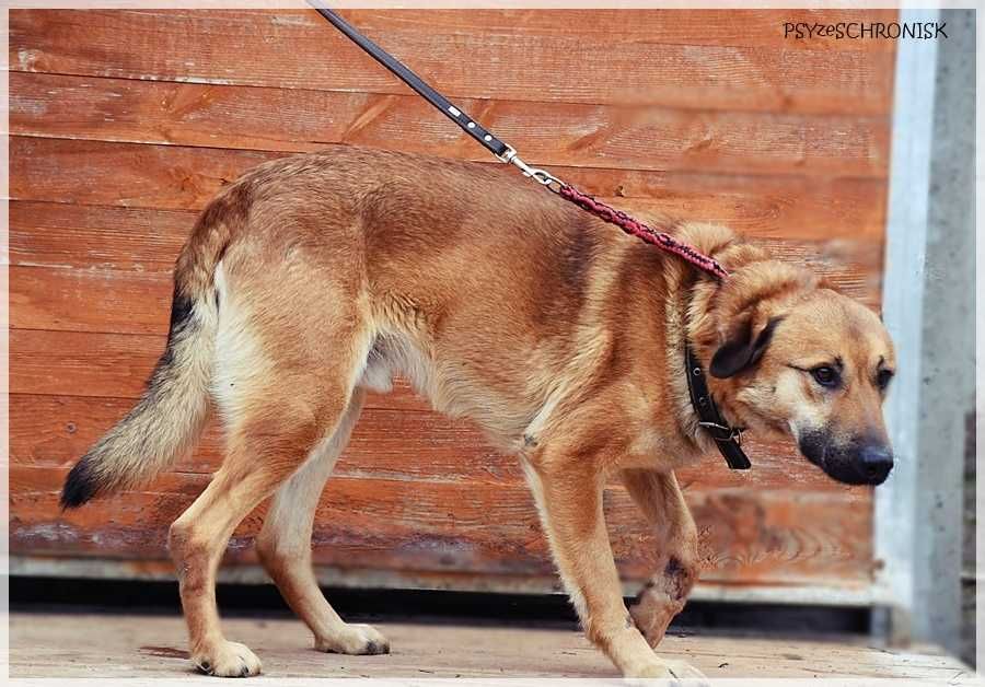 Balu – klasyczny kundelek podlaski, tak samo zasługuje na dom