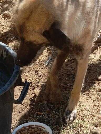 Cadelinha muito meiga para adoção