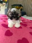 Piesek  Shih  Tzu.