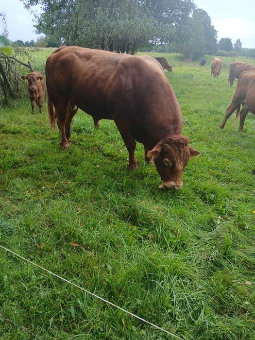 Sprzedam byka Limousine