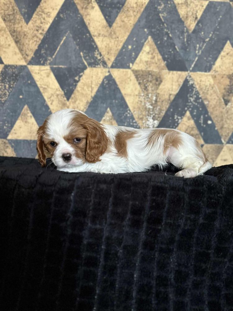 Suczka rasy Cavalier King Charles Spaniel