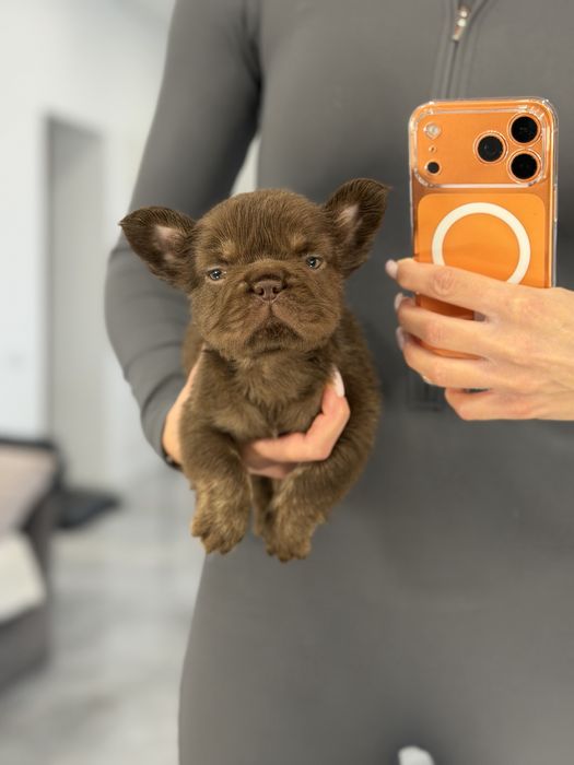 Французский бульдог мальчик флаффи