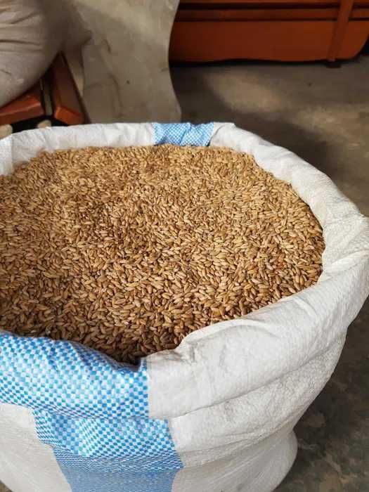 Pszenica , pszenżyto