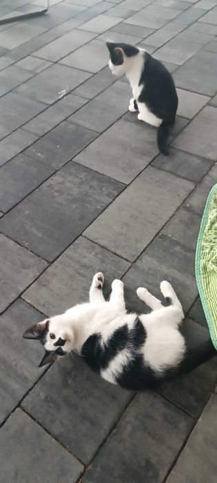 Kotek kot oddam w dobre ręce