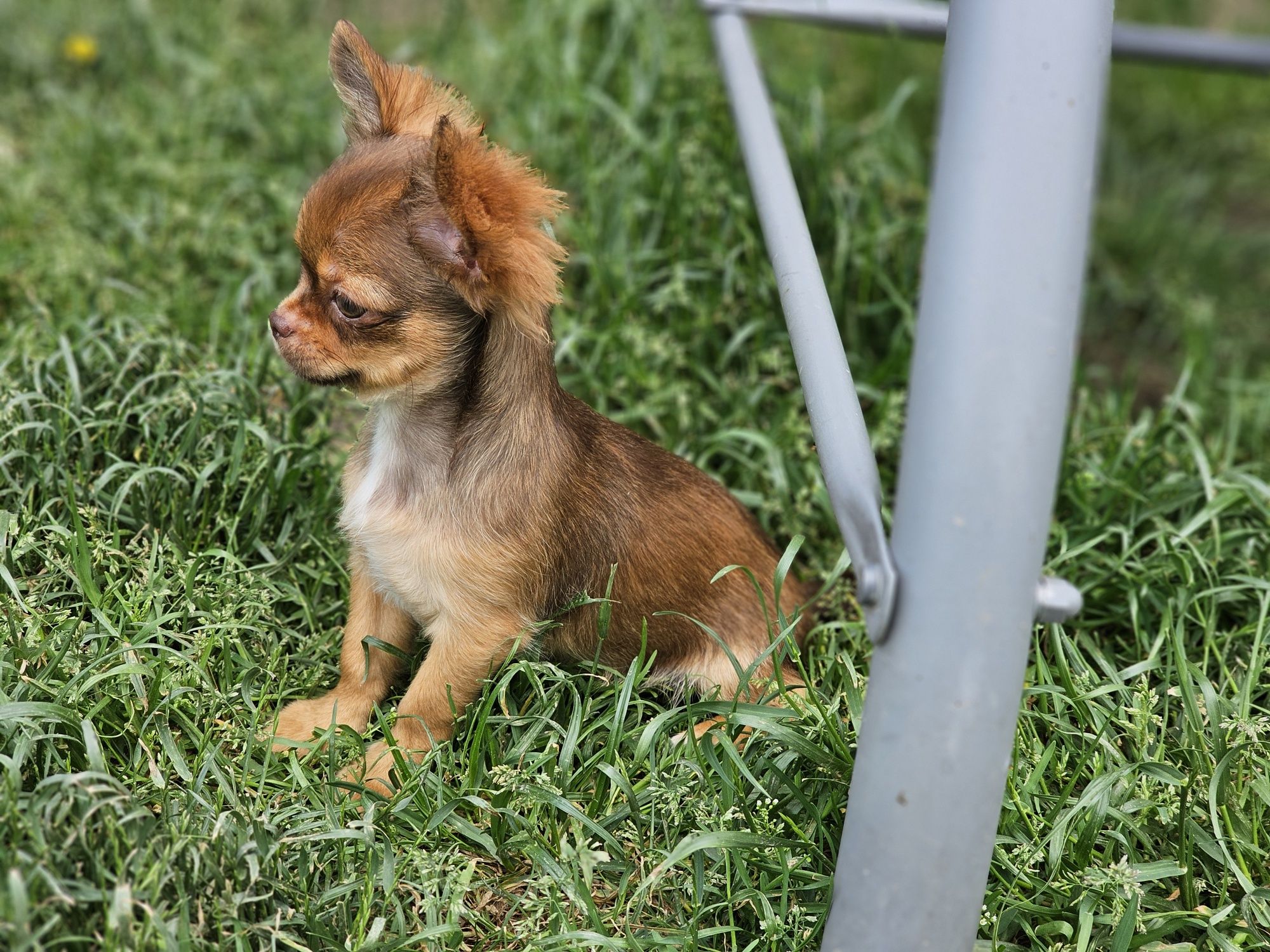 Chihuahua długowłosa piesek xxs sable Zkwp