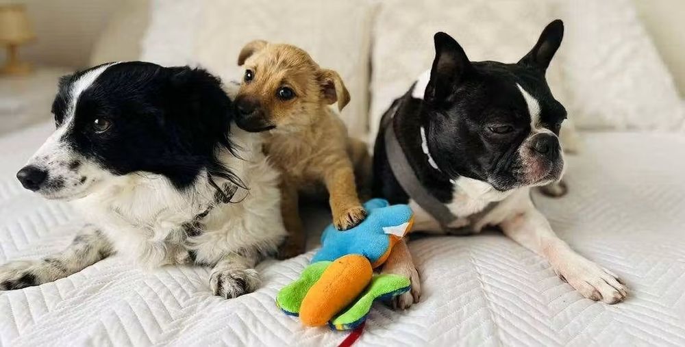 Mały Teo szuka domu