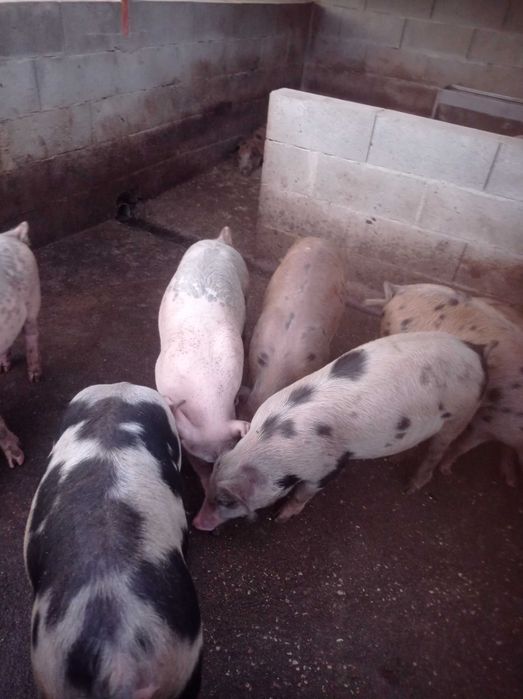 Leitoes bonitos gordinhos