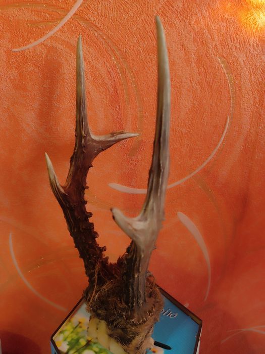 Роги дикої тварини