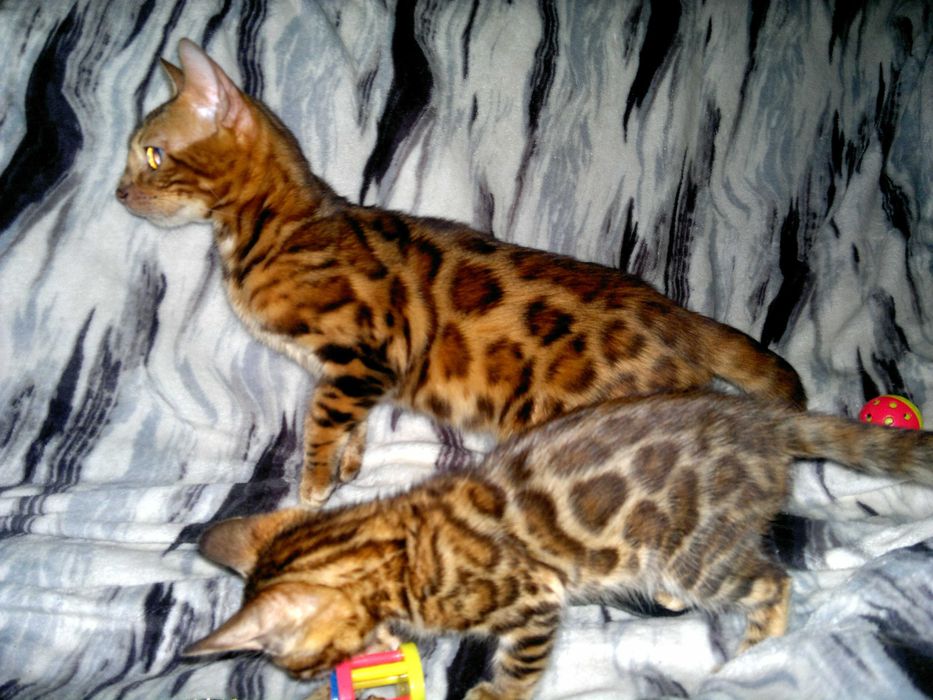 Якісні породні бенгальчики з документами клубу