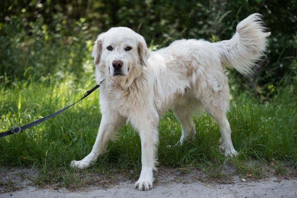 MAGNETO - piękny kawaler w typie owczarka podhalańskiego