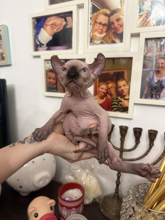 luksusowy niebieskooki chlopiec