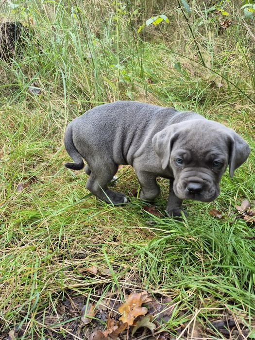 Niebieski Szczeniak Cane Corso szczeniaczek mocni rodzice, rodowód