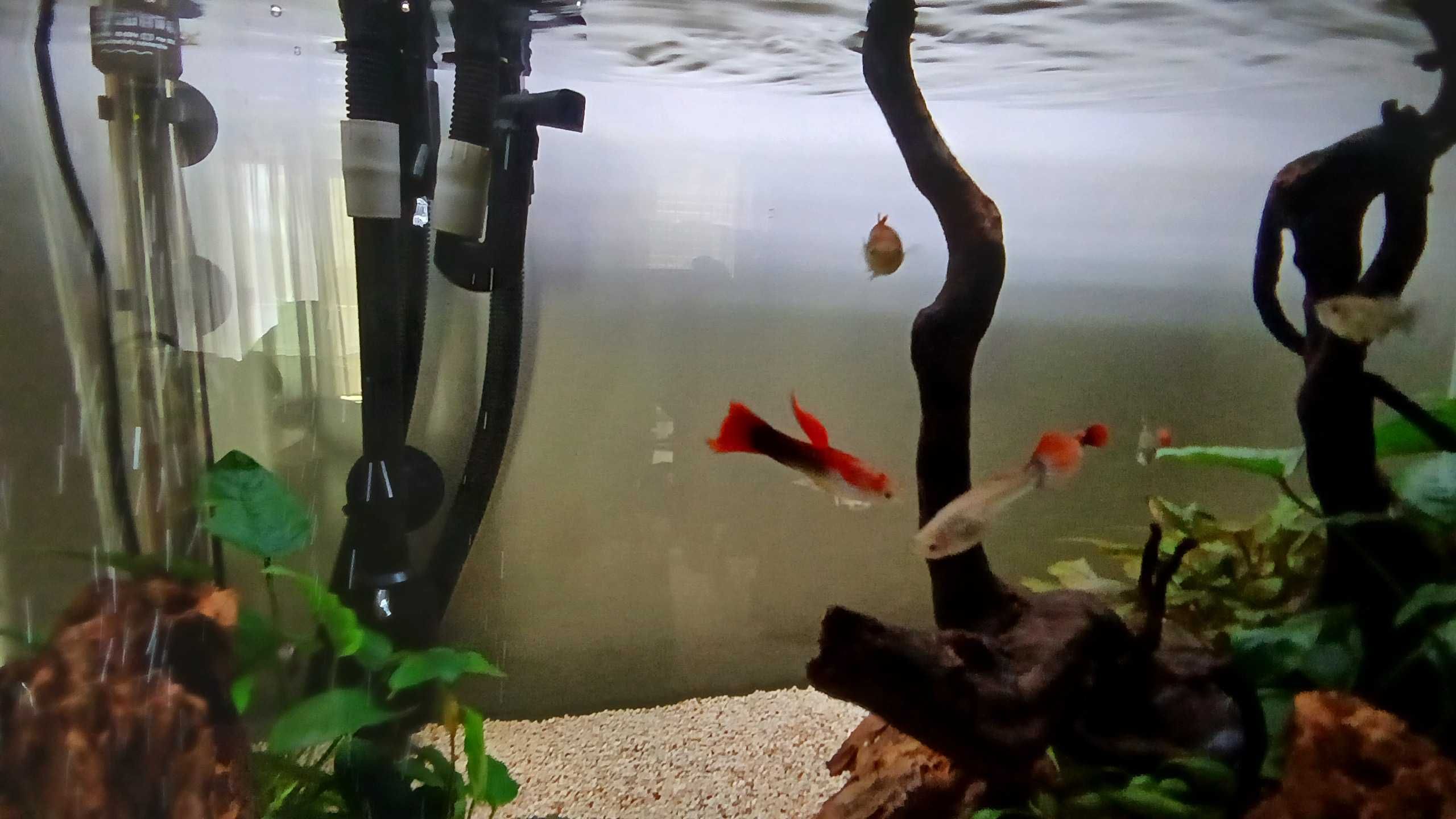2 guppy macho rabo vermelho