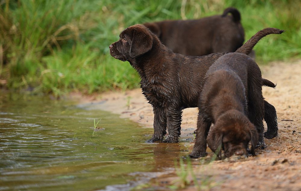 Czekoladowy Labrador Retriever gotowy do odbioru 12 tygodni